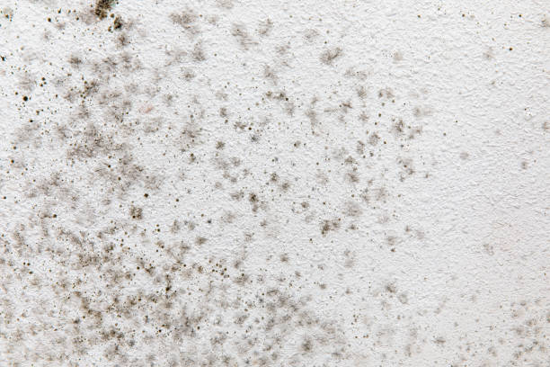 Reliable Chevy Chase Heights, PA Mold Removal Solutions